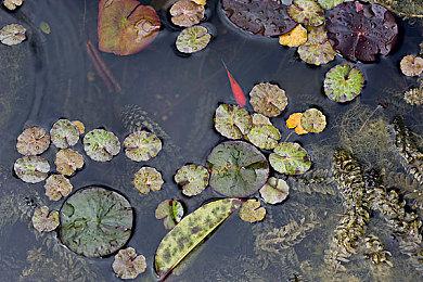 TGA：《女神异闻录4 AU》官宣 明年3月17日发售